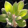 The Bonny Doon manzanita, found only in this county. Jackie Pascoe photo.