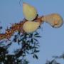Buckeye fruit: not for the weak of stomach. Or fish, which buckeye was used to paralyze for easy gathering. Daniel Williford photo.