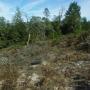 Larger plants, including oak and fir trees, can overtake the scrubby sandhill plants if fires do not clear out leaf litter. Photo by Emma Hiolski.