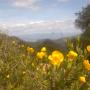 California Bush Poppies are abundant on Star Creek Ranch's sunny ridges.  