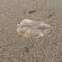 A dried-up and bleached By-the-Wind Sailor