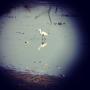 A great egret plucks a treasure from the slough. Photo by Maria Grusauskas.