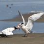 An elegant tern feeds a nearly-fledged youngster. Photo by Michael "Mike" L. Baird.