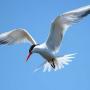 An elegant tern at the top of its dive-bomb fishing maneuver—showing how it got its name. Photo by Regular Daddy.