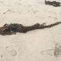 A clump of feather boa kelp.
