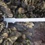These calipers were used to measure the width of mussels and the depth of the mussel bed. Photo courtesy Monica Moritsch