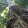 The Western sycamores at Henry Cowell are notable for their height and mass.  Hilltromper photo.