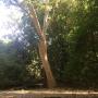 This tree near the group picnic area off Meadow Trail shows off the striking white bark of the mature Western sycamore. Hilltromper photo.