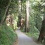 Pipeline Road in Henry Cowell is paved, but that doesn't mean it can't be pretty. Hilltromper photo.