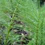 Horsetail in its most familiar form: looking like a bottle brush. Photo by Garrett McAuliffe.
