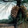 The cone of a knobcone pine remains tightly closed until fire opens it and releases the seeds. BLM photo via Wikimedia.