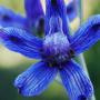 Delphinium, or larkspur, got its name from the Latin for "dolphin," referring to the shape of the nectary.