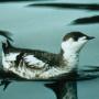 Shy and small, the marbled murrelet lives most of its life at sea but nests in old-growth redwoods and Douglas firs. 