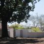 The Santa Cruz Mission State Historic Park's avocado tree may be the oldest in California. Hilltromper photo.