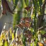 Santa Cruz is one of four sites in California that host monarchs during the winter.