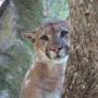 Scientists rely on the puma's instinct to escape predators—few though they may be—by running up a tree.  Photo courtesy Troy Collinsworth.