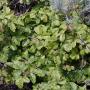 A swarm—er, patch of Toxicodendron diversilobum. Photo by Whitney Cranshaw/Creative Commons.