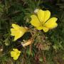 The group gathered yellow primrose, which grows along the bluffs near Davenport.