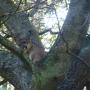 A mountain lion watches hounds and scientists from refuge in the treetops. Photo courtesy Troy Collinsworth.