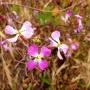 The purple flowers of black mustard are said to nurture mental vitality when used in perfume, much as they restore depleted soil by holding nitrogen.