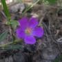 The red maid was blooming wildly in the Picnic Meadow and further up the High Point Trail.