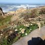 San Vicente Creek, in San Mateo County, after restoration and native replanting. Photo courtesy ECI.