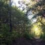 The "dwarf redwoods" at Quail Hollow Ranch are 20-25 feet tall.