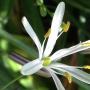 To her surprise, this soap plant bloom opened when author Morgan Dill touched it. Photo by Morgan Dill.