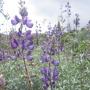 Lupines on the Lupine Loop. (Say it three times fast.)