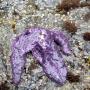 Sea stars like this one melt away when struck with wasting syndrome. Photo courtesy Monica Moritsch