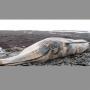 Beached whale on the Point Reyes shore. Photo by Sarah Allen.
