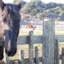 Rocky, one of the draft horses living at Wilder Ranch, comes in for a close look while Josh grazes on in the background. Photo credit: Hilltromper.