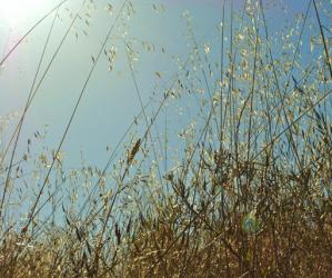 A remnant of coastal prairie, Arana Gulch has wild grasses galore. Photo by Garrett McAuliffe.