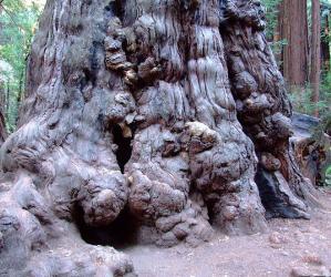 A huge redwood at Henry Cowell with burls—dense knots of wood created when the tree undergoes stress. Creative Commons photo. 