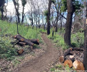 Finished trail with oak regrowth and cleared hazard trees. Brian Homberger for Land Trust Santa Cruz County