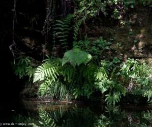 Pescadero Creek runs through the middle of Portola Redwoods. Photo credit: Damien Jay.