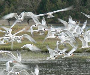 A mass of terns (white seabirds) taking flight over a wetlands. Photo by VIcki and Chuck Rogers/Creative Commons.