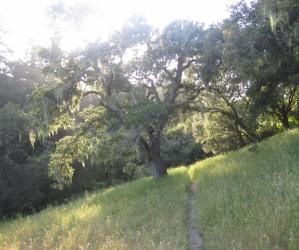 One of the great oak trees at Moore Creek Preserve, a little-known gem on the Santa Cruz Westside. Hilltromper photo.