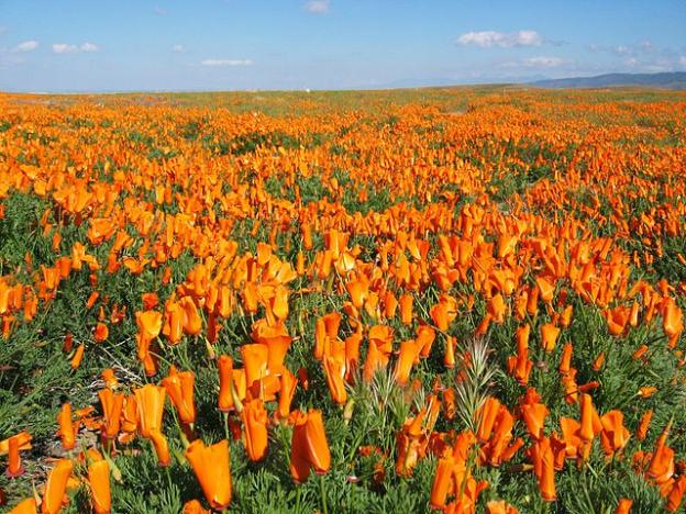 The golden poppies of Antelope Valley, site of the annual Poppy Festival (April 26-27). Photo by User:Vision/Creative Commons.