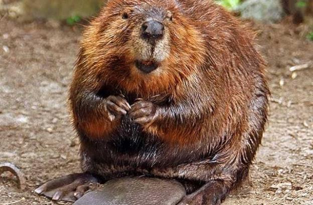 Our hero: The beaver is a 'keystone species'—remaking its territory and creating habitat for countless other critters. Photo by stevehdc.