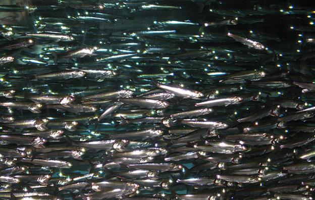 Anchovies in healthy concentrations (at the Monterey Bay Aquarium). Photo by LollyKnit on Flickr.
