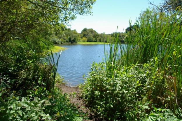 A path branches off from the main trail, opening up to a sweet view of Antonelli Pond on the Santa Cruz Westside.