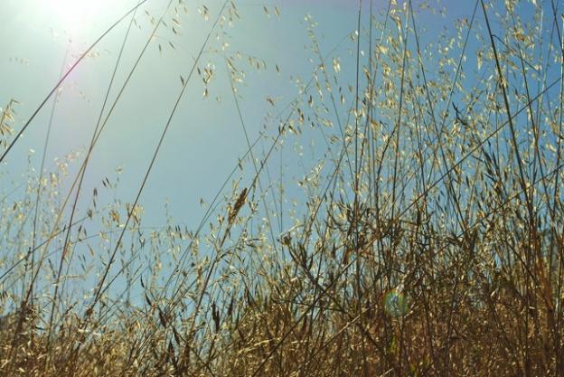 A remnant of coastal prairie, Arana Gulch has wild grasses galore. Photo by Garrett McAuliffe.
