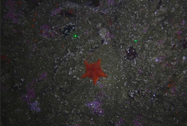 A sea star photographed just off the coast of Asilomar State Beach. USGS photo.