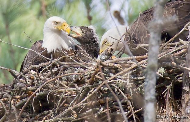 A bald eagle pair nurturing their chick in North Carolina. Photo by Bill Majoros on Flickr.