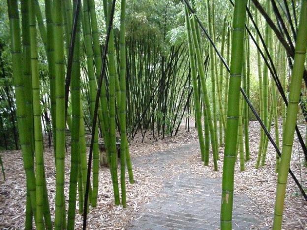 Bamboo Giant has the largest stand of timber bamboo anywhere. Bamboo Giant photo.