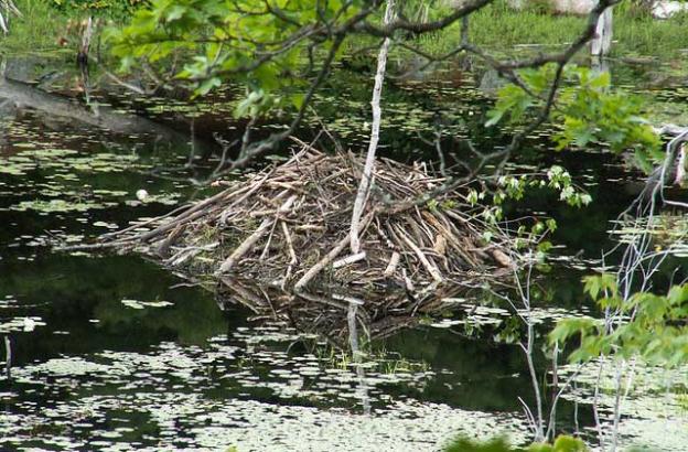 Scientists believe beavers build dams mainly to create protective moats around their lodges. Photo by Dick Bauch.