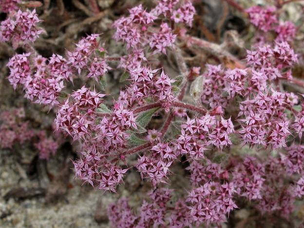 The Ben Lomond spineflower, found only in the Santa Cruz sandhills. Dylan Neubauer photo.