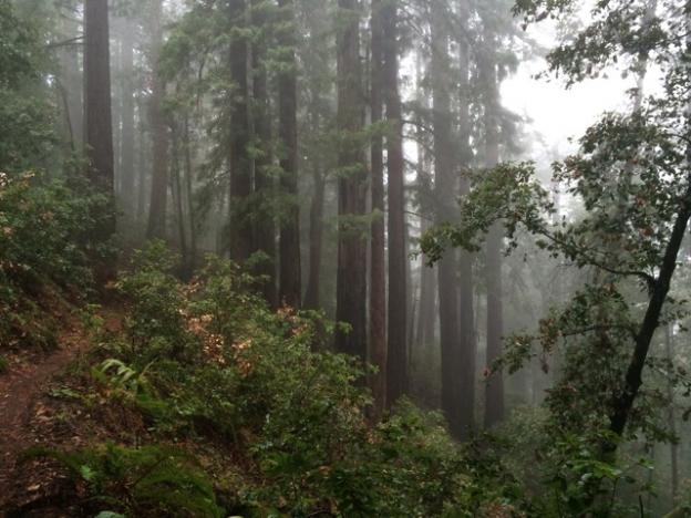 Redwoods on the Brook Trail. Pescadero Creek does "misty forest" very well.