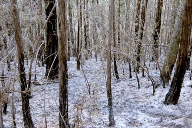 A snow-like layer of ash blankets a redwood forest in Big Sur following the Pfeiffer Ridge Fire. Photo by Jeff Mallory.